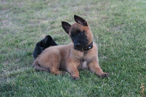 https://images.dog.ceo/breeds/malinois/n02105162_6288.jpg