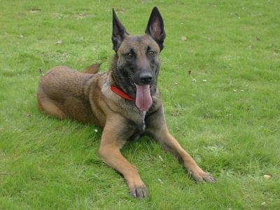 https://images.dog.ceo/breeds/malinois/n02105162_6340.jpg