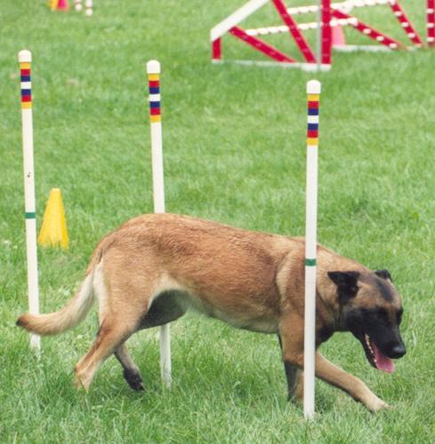 https://images.dog.ceo/breeds/malinois/n02105162_6459.jpg