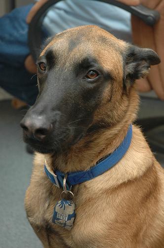 https://images.dog.ceo/breeds/malinois/n02105162_6489.jpg