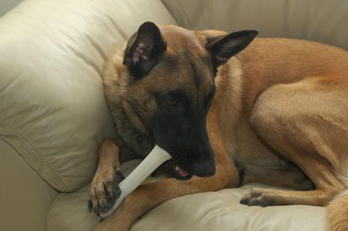 https://images.dog.ceo/breeds/malinois/n02105162_6492.jpg