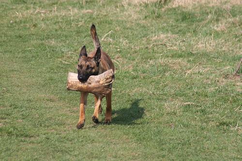 https://images.dog.ceo/breeds/malinois/n02105162_6513.jpg