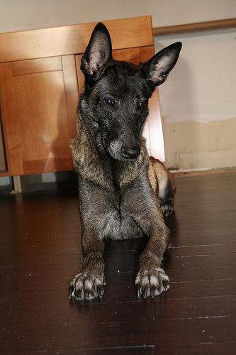 https://images.dog.ceo/breeds/malinois/n02105162_6557.jpg