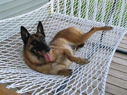 https://images.dog.ceo/breeds/malinois/n02105162_6625.jpg