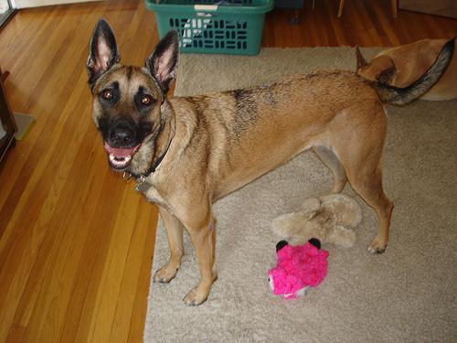 https://images.dog.ceo/breeds/malinois/n02105162_6690.jpg