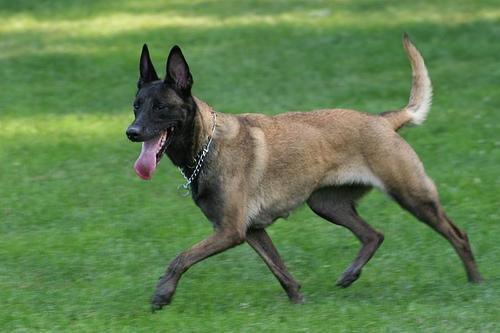 https://images.dog.ceo/breeds/malinois/n02105162_7112.jpg