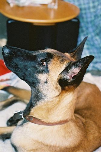 https://images.dog.ceo/breeds/malinois/n02105162_7213.jpg