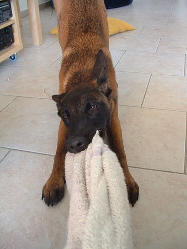 https://images.dog.ceo/breeds/malinois/n02105162_7461.jpg