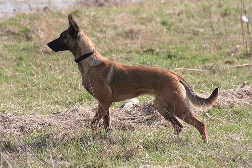 https://images.dog.ceo/breeds/malinois/n02105162_7593.jpg