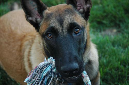 https://images.dog.ceo/breeds/malinois/n02105162_7636.jpg