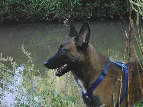 https://images.dog.ceo/breeds/malinois/n02105162_7751.jpg