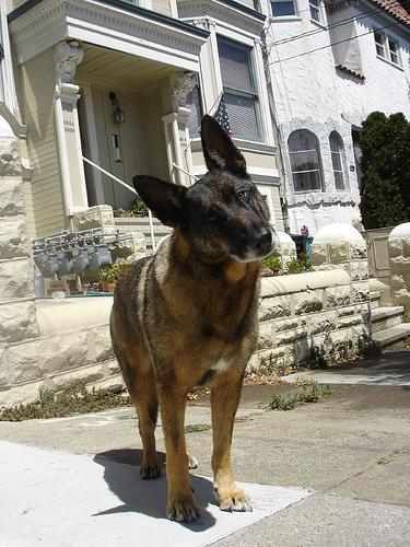 https://images.dog.ceo/breeds/malinois/n02105162_7790.jpg