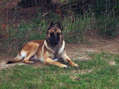 malinois