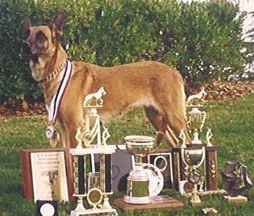 https://images.dog.ceo/breeds/malinois/n02105162_8612.jpg