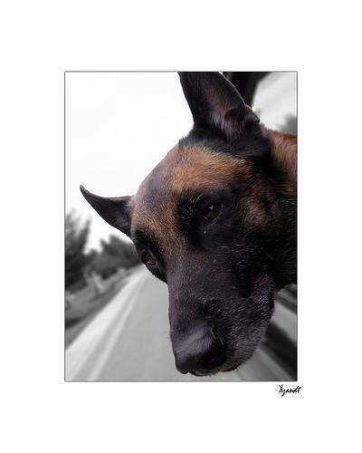 https://images.dog.ceo/breeds/malinois/n02105162_8631.jpg