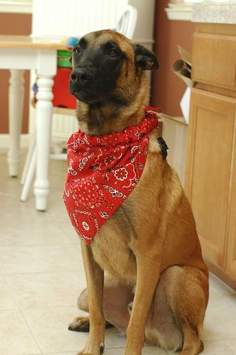 https://images.dog.ceo/breeds/malinois/n02105162_8896.jpg