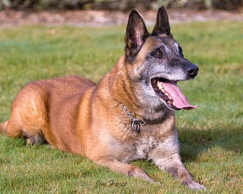 https://images.dog.ceo/breeds/malinois/n02105162_893.jpg