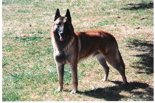 https://images.dog.ceo/breeds/malinois/n02105162_9188.jpg