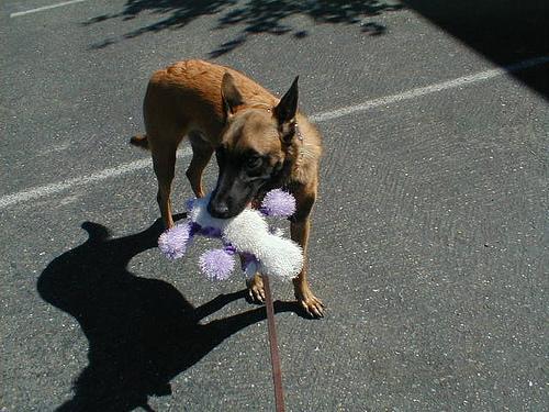 https://images.dog.ceo/breeds/malinois/n02105162_9410.jpg