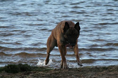 https://images.dog.ceo/breeds/malinois/n02105162_957.jpg