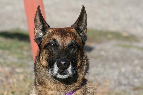 https://images.dog.ceo/breeds/malinois/n02105162_9821.jpg