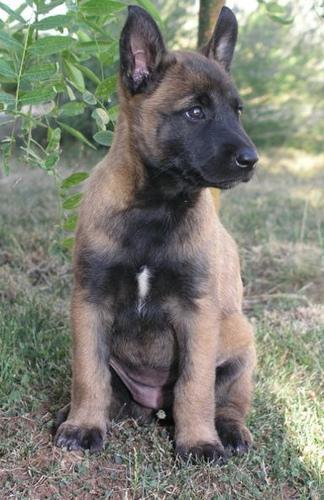 https://images.dog.ceo/breeds/malinois/n02105162_9934.jpg