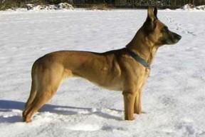 https://images.dog.ceo/breeds/malinois/n02105162_9969.jpg