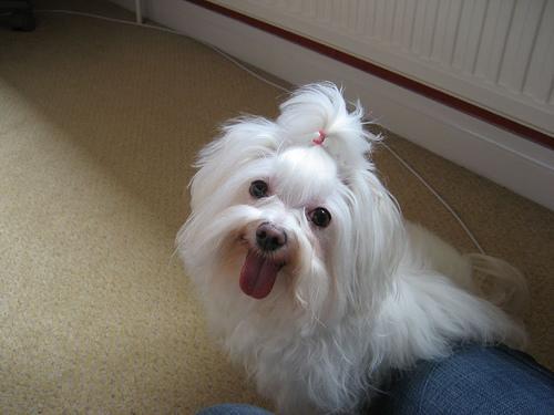 https://images.dog.ceo/breeds/maltese/n02085936_10130.jpg