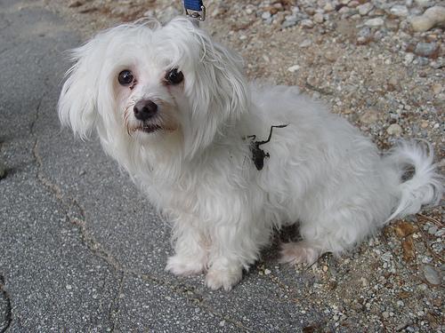 https://images.dog.ceo/breeds/maltese/n02085936_10199.jpg