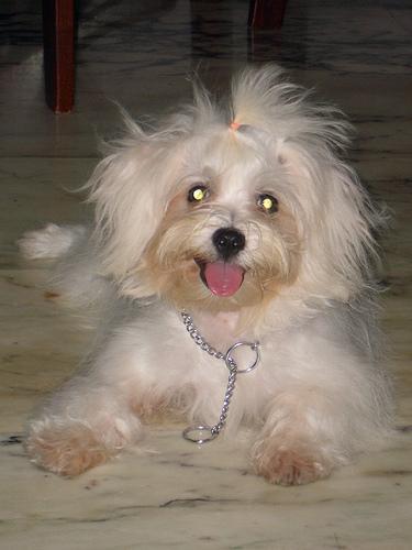 https://images.dog.ceo/breeds/maltese/n02085936_10297.jpg