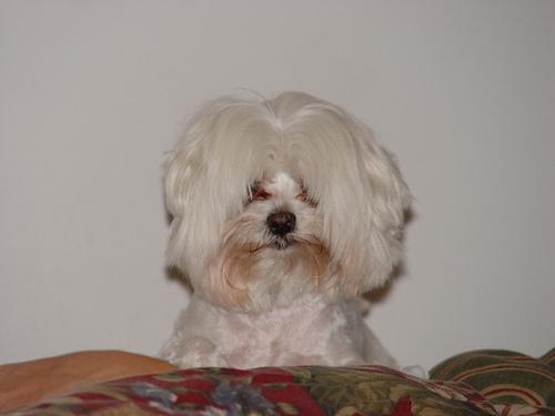 https://images.dog.ceo/breeds/maltese/n02085936_10397.jpg