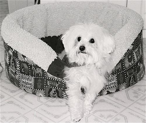 https://images.dog.ceo/breeds/maltese/n02085936_10447.jpg