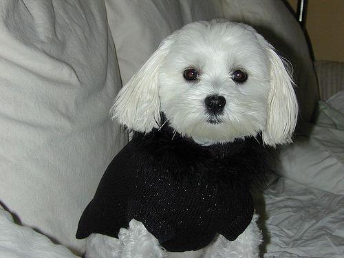 https://images.dog.ceo/breeds/maltese/n02085936_10661.jpg