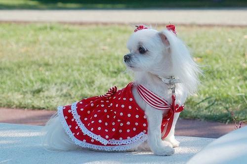 https://images.dog.ceo/breeds/maltese/n02085936_11541.jpg