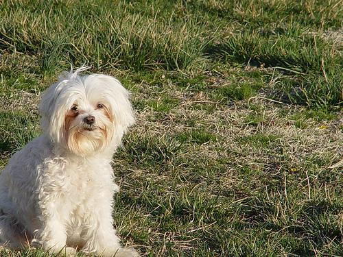 https://images.dog.ceo/breeds/maltese/n02085936_11744.jpg