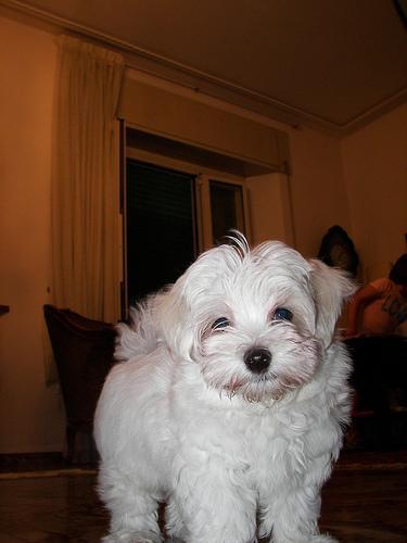 https://images.dog.ceo/breeds/maltese/n02085936_126.jpg