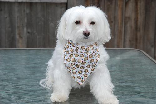 https://images.dog.ceo/breeds/maltese/n02085936_1288.jpg