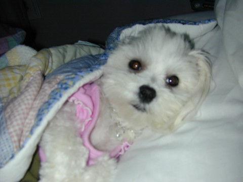 https://images.dog.ceo/breeds/maltese/n02085936_1325.jpg