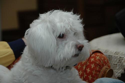 https://images.dog.ceo/breeds/maltese/n02085936_13378.jpg