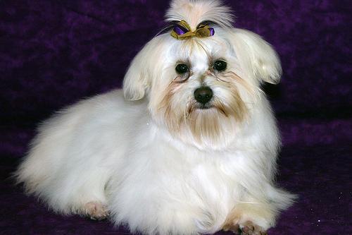 https://images.dog.ceo/breeds/maltese/n02085936_1390.jpg