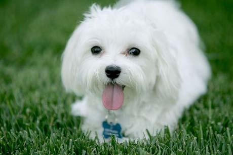 https://images.dog.ceo/breeds/maltese/n02085936_1549.jpg