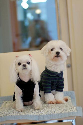 https://images.dog.ceo/breeds/maltese/n02085936_16565.jpg