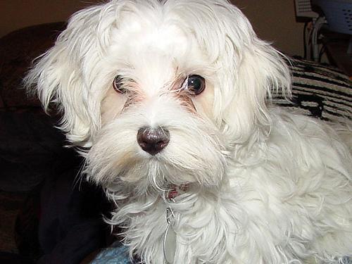 https://images.dog.ceo/breeds/maltese/n02085936_17059.jpg