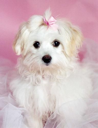 https://images.dog.ceo/breeds/maltese/n02085936_1739.jpg