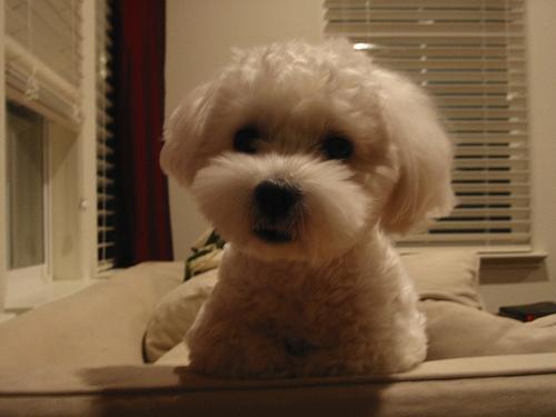 https://images.dog.ceo/breeds/maltese/n02085936_17631.jpg