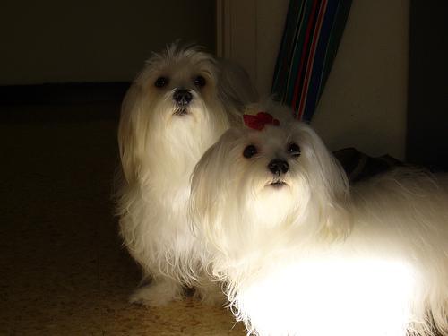 https://images.dog.ceo/breeds/maltese/n02085936_18114.jpg