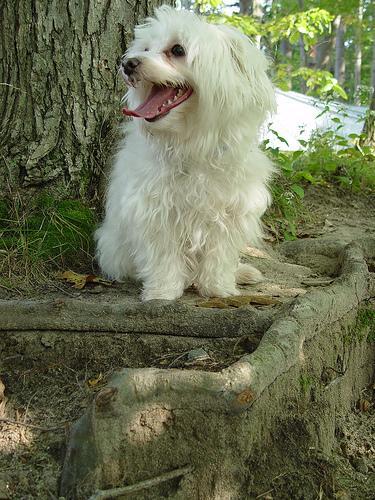 https://images.dog.ceo/breeds/maltese/n02085936_19133.jpg