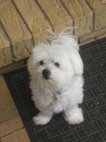 https://images.dog.ceo/breeds/maltese/n02085936_19558.jpg