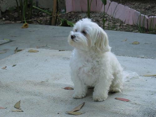 https://images.dog.ceo/breeds/maltese/n02085936_19731.jpg