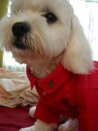 https://images.dog.ceo/breeds/maltese/n02085936_19805.jpg